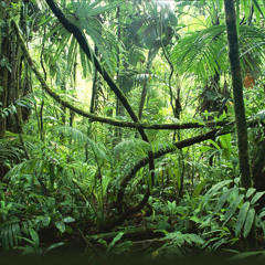 Jaddels - Jungle (Original Mix )- FREE DOWNLOAD