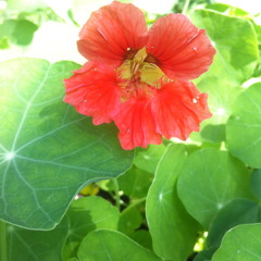 The Contribution - Blissed Out