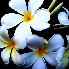 Awakening in Campahatta