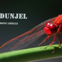 Rote Libelle (kurzeVersion)