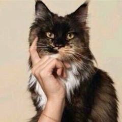 مرحوم يا قرد توفى من شهر