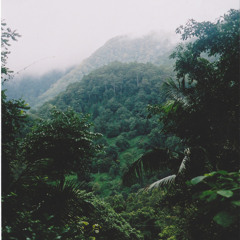 JUNGLE