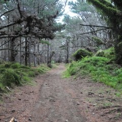 Hiry- Leaves & Elves