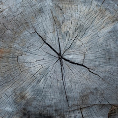 Astralcircuit - Forest Feeling