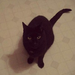 Polka Dot Tail & The CAT Came Back (Ween)