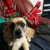Artwork for Deck the Halls (ft. Snarlz Barkley)