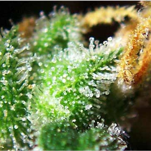 TRC - Skunk Funk