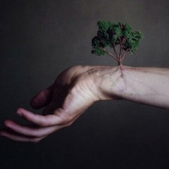 Mix Probe. .. mein freund der baum