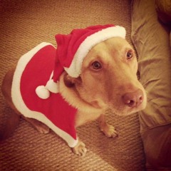 The Christmas Song (Chesnuts Roasting On An Open Fire) @the Processed Pea Beverley 1/12/14