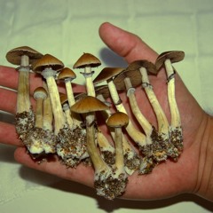 Understatement (prod. top$)