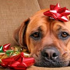 What Do The Lonely Do At Christmas Feat. Jessica Newry