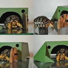 TURTLE IN DA HOUSE