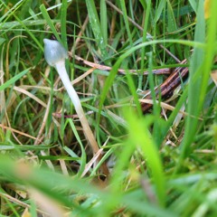 Never Been Ft. Fox - Dub Phizix [Jazzy Mix]