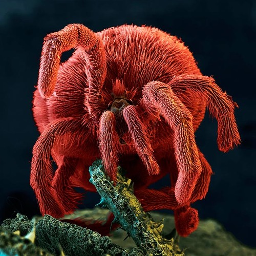 Bugswap - Stygian
