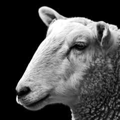 Acker030 A1 Robot - Needs - Oil Ganja - Tune(Mollono.Bass - Remix) Speck - EP