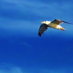 İbrahim Tatlıses - Mavi Mavi ( Burak Beldek Remix )