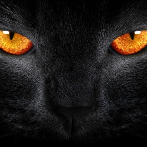 Dark Cat