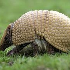 Tatou Méchant Marchant Bêtement