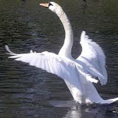 Arwana - Angsa Putih