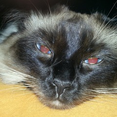 Not sure I like it- feat. Fluffy