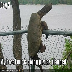 Turtle - Tenacity