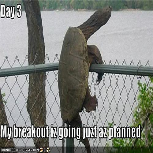 Turtle - Tenacity