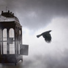 Stafa - Caged Bird