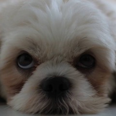 ギフト。