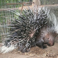 Poke Me In My Cage