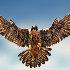 02 A()K - A PLUS HONEY