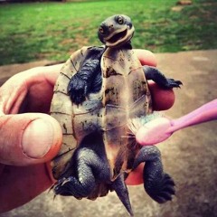 Boss Drop In A Real Big Room