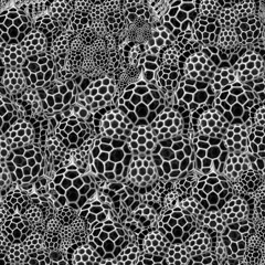 W.A.S.D.U.T.S. (preview) 2014