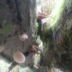 I wish my baby was born.