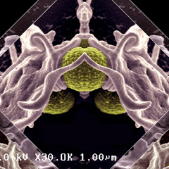 Organisms (minidemo)