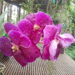 Burt Bacharach - Raindrops Keep Falling On My Head