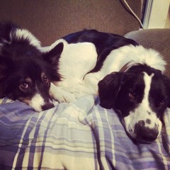 Banjo & June (Silent Night Cover)