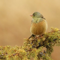 Ortolan bunting (Ortolansparv, Emberiza hortulana) 31may2008