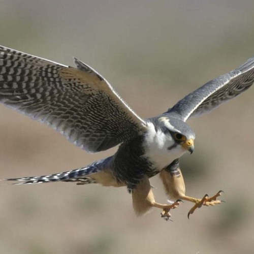 Peregrine Falcon - Paploviante