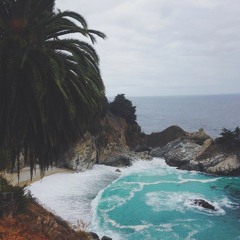 SHARKY IN THE JUNGLE