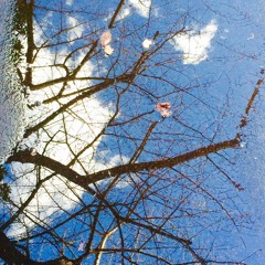 Scenery Of The Puddle