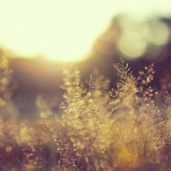 the nature of things