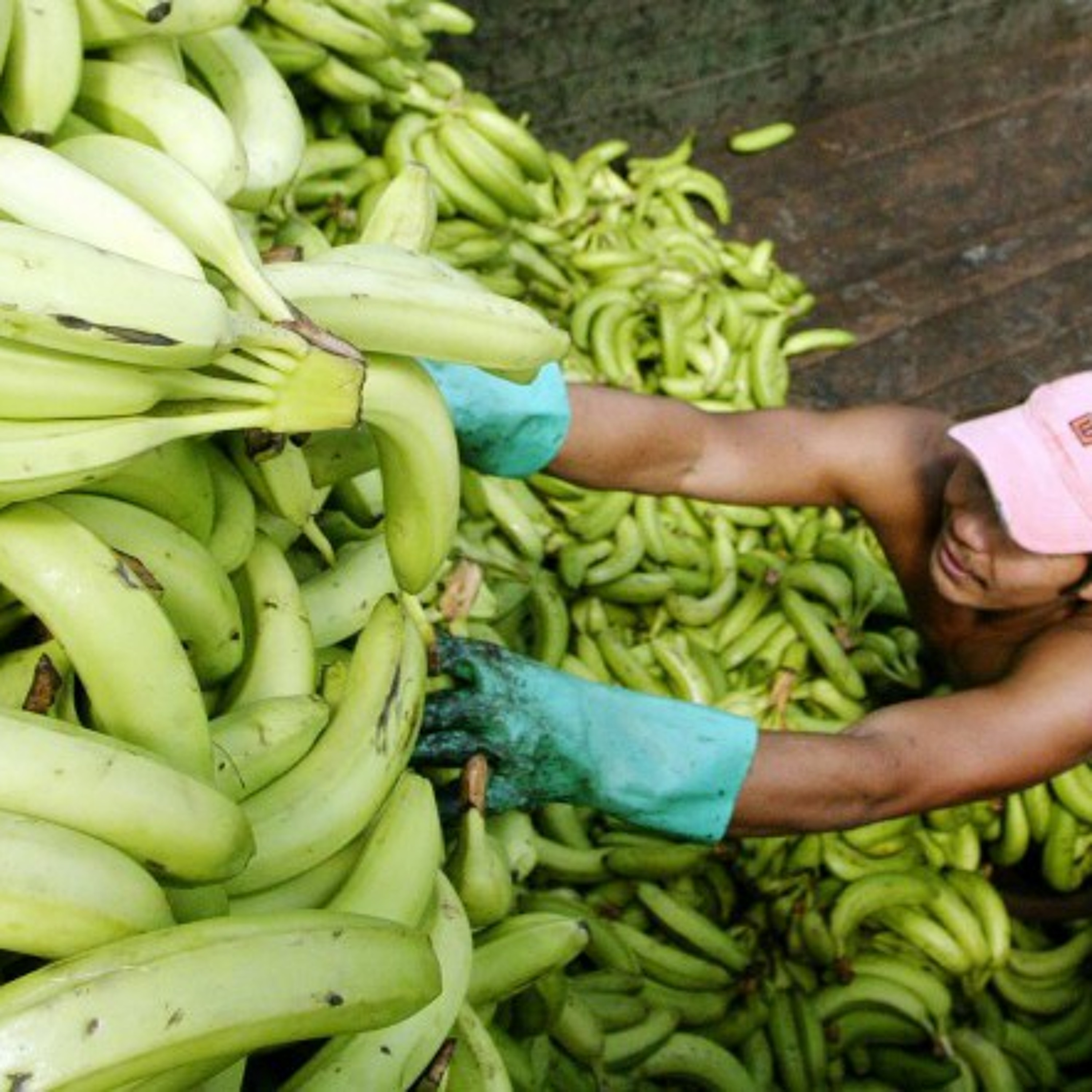 Honduras, from banana companies to gang rule episode artwork