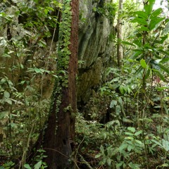 Birds and cicadas singing in a mature forest on Palawan island