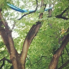 True Story - Tree Fort In Edgewood Park