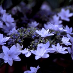 Man Is The Baby (versão Antony And The Johnsons )