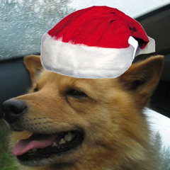 Karu Metsäkoira Hakkeri - Pystykorva Jouluaamuna