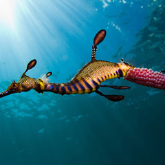 # Seventy-one & a dog who is "afraid"... let yourself be surprised what they fear!