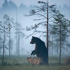 Шёл медведь (Детская песня)