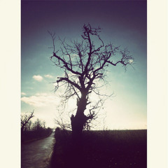 Grzegorz Trojan - Vivid White