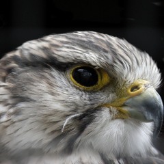 The Hawk by W. H. Davies  read by Sonia Vilim